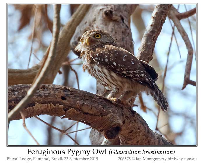 Photo of Ferruginous Pygmy Owl ferrug_pygmy_owl_206575_pp