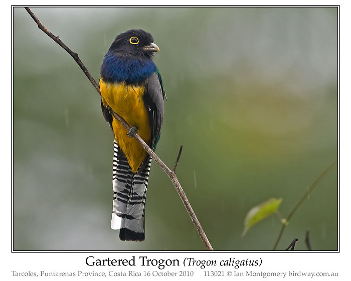 Photo of Gartered Trogon gartered_trogon_113021_pp