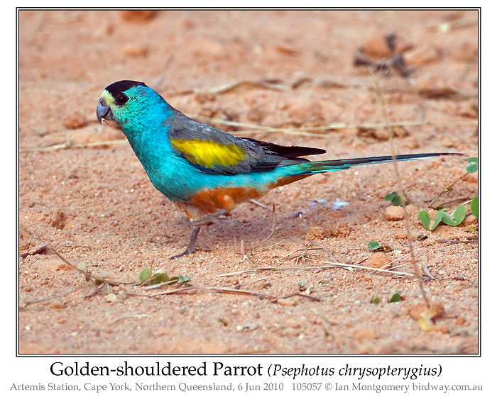 Photo of Name goldshoulderparrot_105057_pp