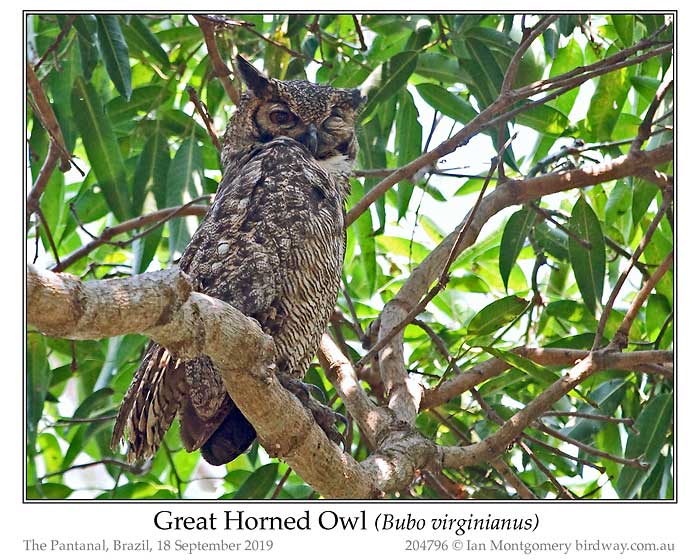Photo of Great Horned Owl great_horned_owl_204796_pp