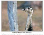 Click here to view Bird of the Moment #598 Greater Rhea 27 February 2020