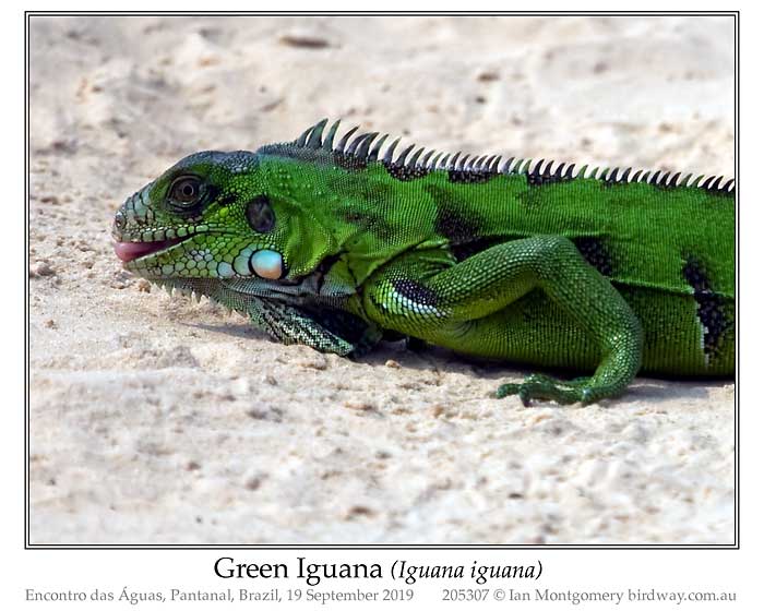 Photo of Green Iguana green_iguana_205307-pp