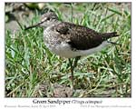 Click here to view Bird of the Moment #607 Green Sandpiper 23 February 2022