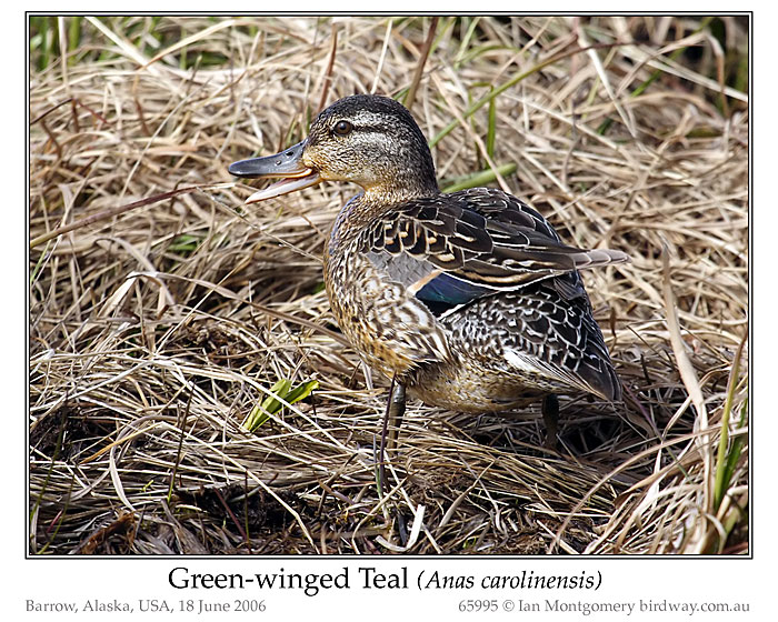 Photo of Green_winged Teal green_winged_teal_65995_pp