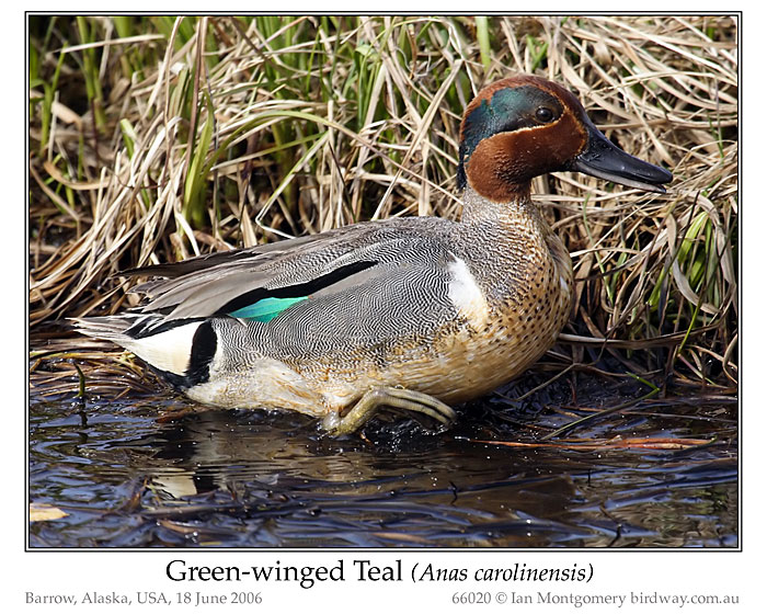 Photo of Green_winged Teal green_winged_teal_66020_pp