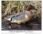 Click here to view The Irregular Bird #611 Eurasian and Green-winged Teal 19 June 2022