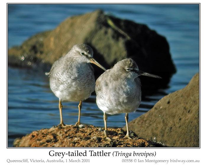 Photo of Tattler grey_tailed_tattler_00558