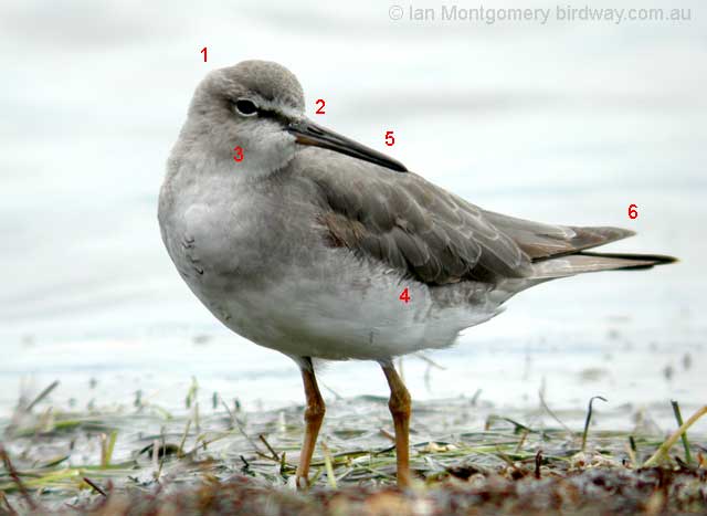 Photo of Grey-tailed Tattler grey_tailed_tattler_07627.jpg