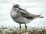 Click here to view The Irregular Bird #609 The Tattlers 13 April 2022