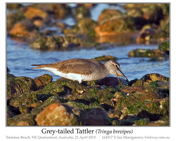 Photo of Grey-tailed Tattler grey_tailed_tattler_164517