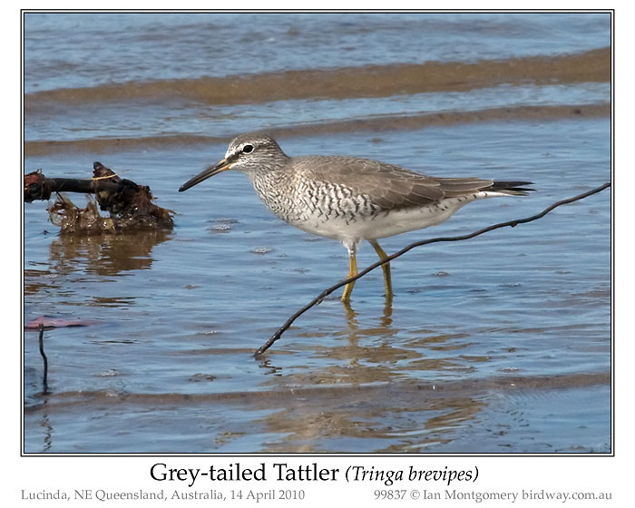 Photo of Grey-tailed Tattler grey_tailed_tattler_99837