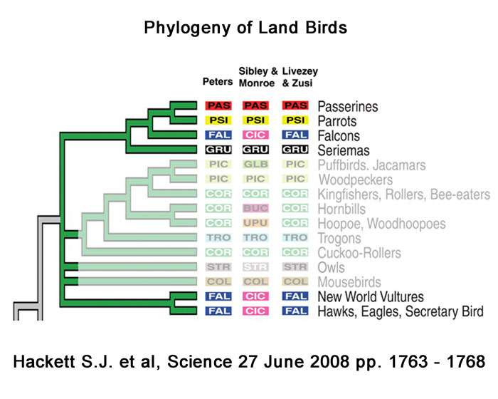 Image of Phylogeny of Land Birds hackett_fig_4