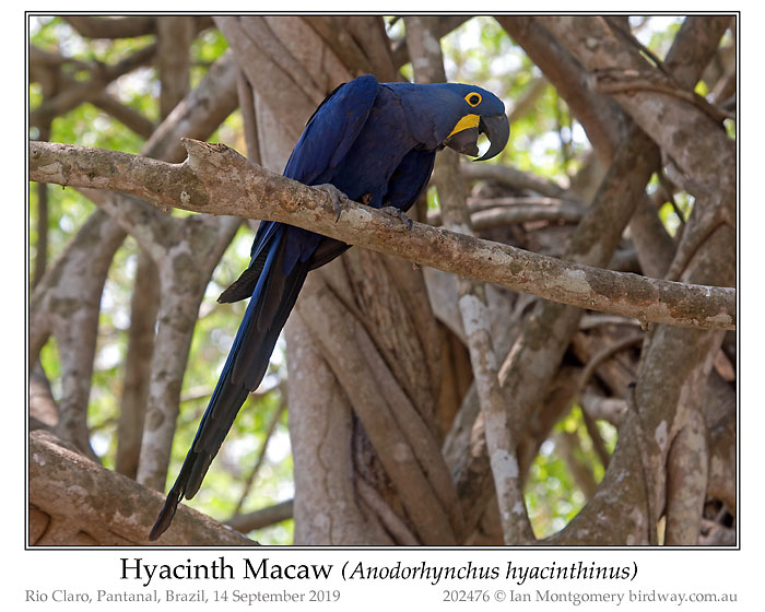 Photo of Hyacinth Macaw hyacinth_macaw_202476_pp