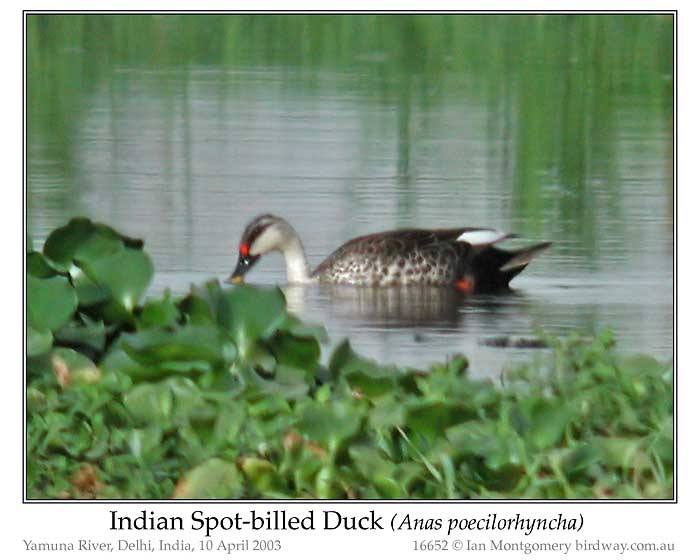 Photo of Indian Spot-billed Duck ind_spot_bill_duck_16652_pp