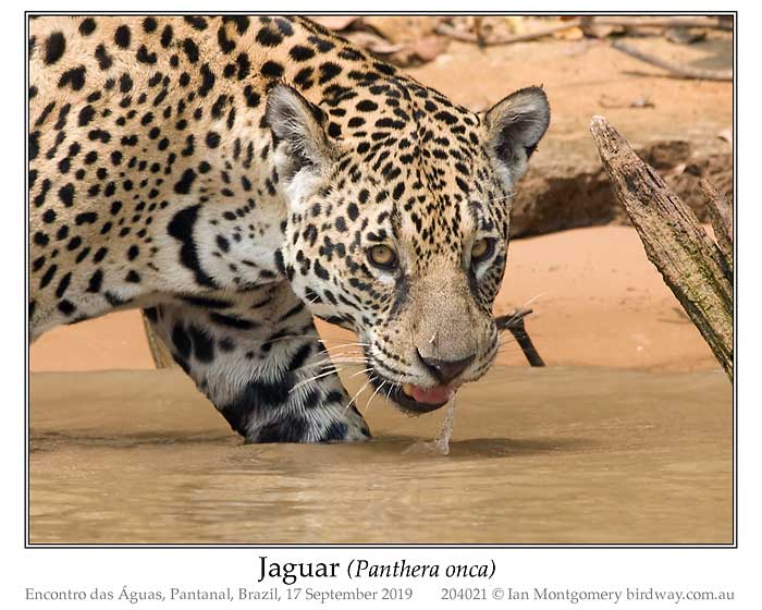 Photo of Name jaguar_204021_pp
