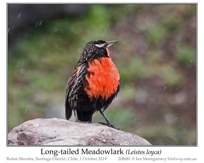 Photo of Long-tailed Meadowlark longtail_meadowlark_208681_pp
