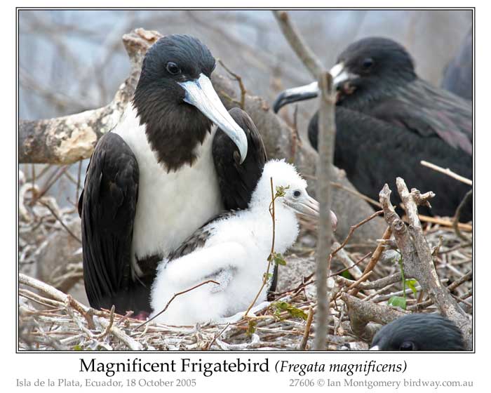 Photo of Name magnif_frigatebird_27606_pp