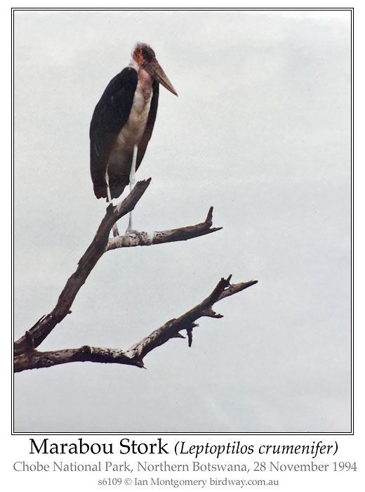 Photo of Marabou Stork marabou_stork_s6109_pp