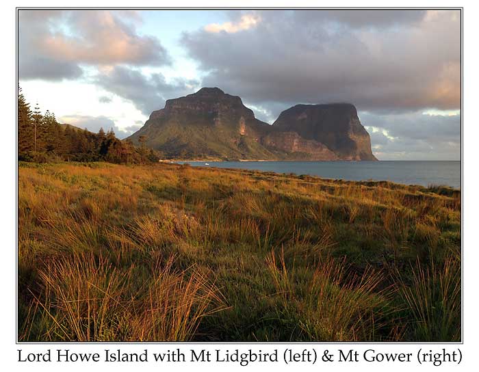 Photo of Island Thrush mt_lidgbird_mt_gower_lord_howe_3184_900_ps