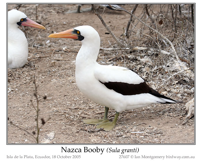 Photo of Name nazca_booby_27607_pp