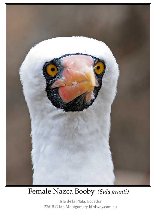 Photo of Name nazca_booby_27615_pp