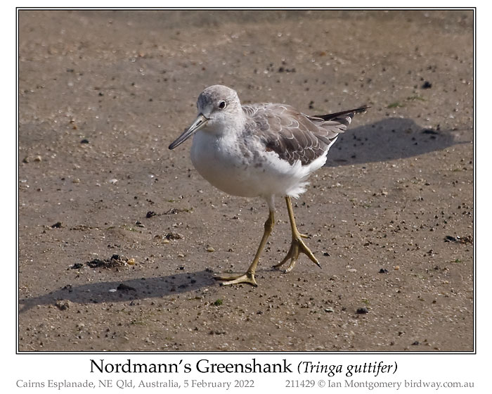 Photo of Nordmann's Greenshank nordmannsgreenshank_211429