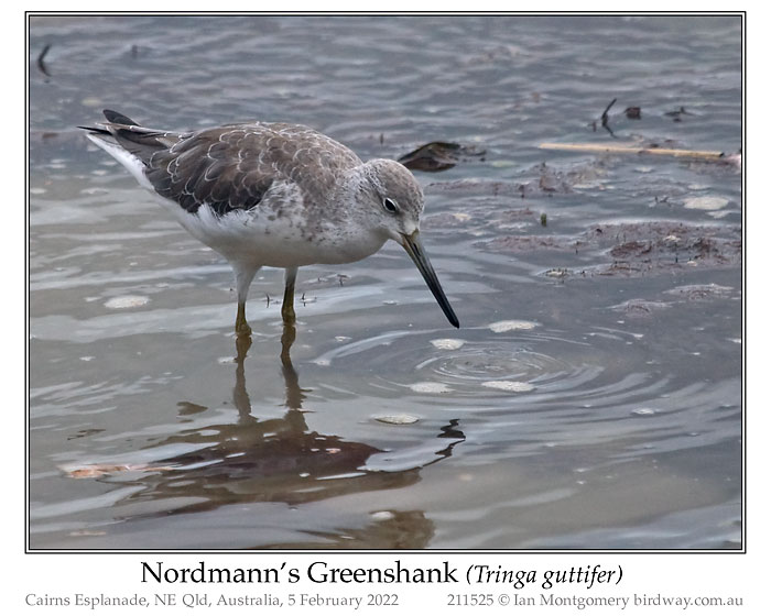Photo of Nordmann's Greenshank nordmannsgreenshank_211525