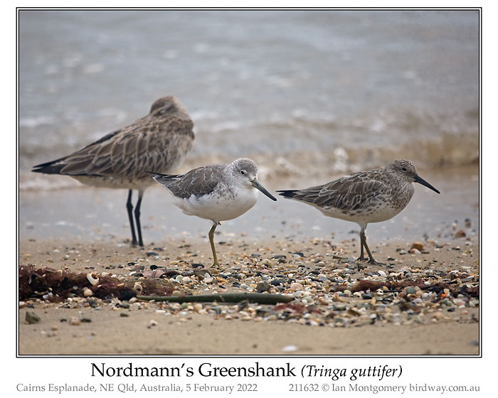Photo of Nordmann's Greenshank nordmannsgreenshank_211632