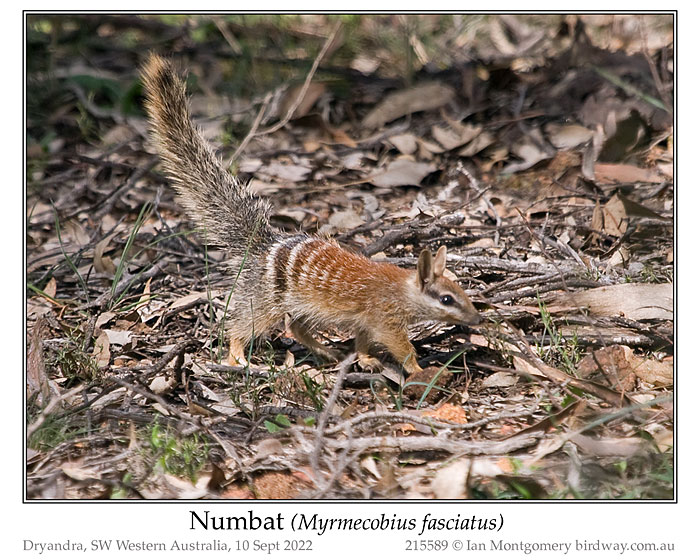 Photo of Numbat numbat_215589