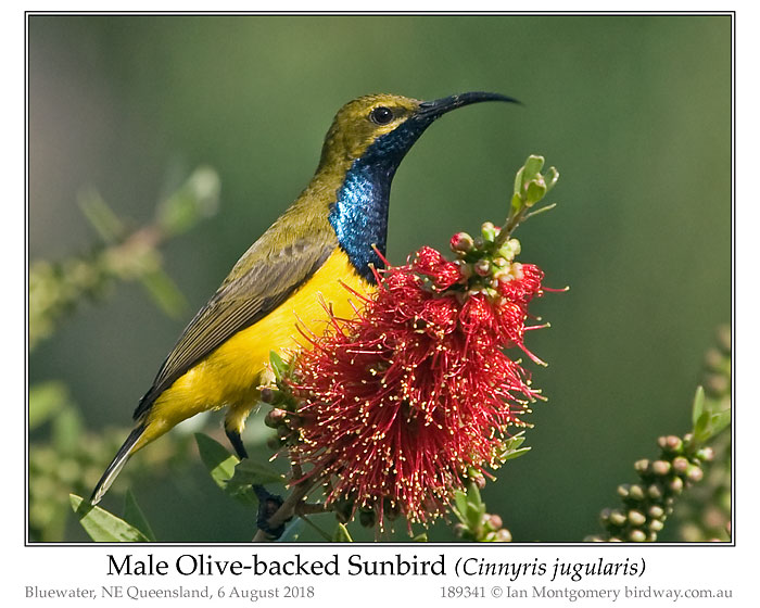 Photo of Name olivebacked_sunbird_189341_pp