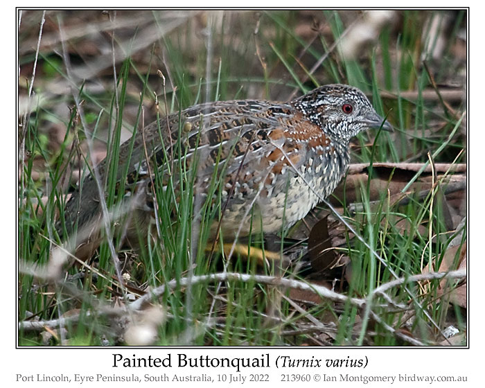 Photo of Painted Buttonquail painted_buttonquail_213960_pp