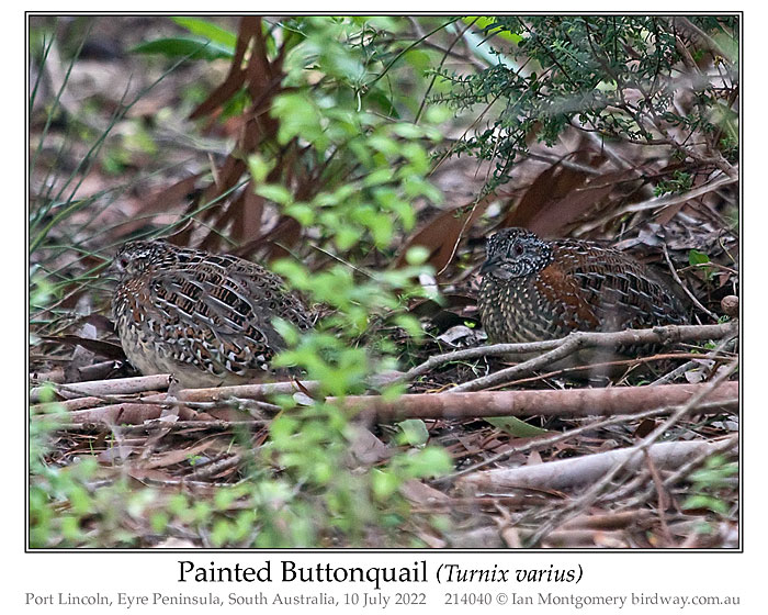 Photo of Painted Buttonquail painted_buttonquail_214040_pp
