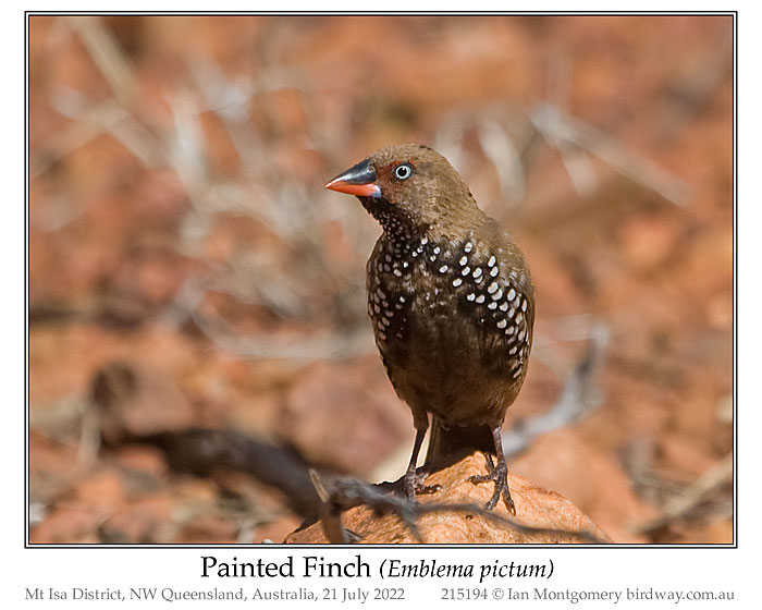 Photo of Painted Finch painted_finch_215194_pp