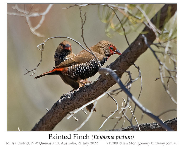 Photo of Painted Finch painted_finch_215200_pp