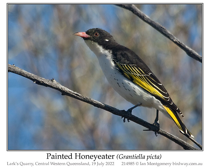 Photo of Painted Honeyeater painted_honeyeater_214985_pp