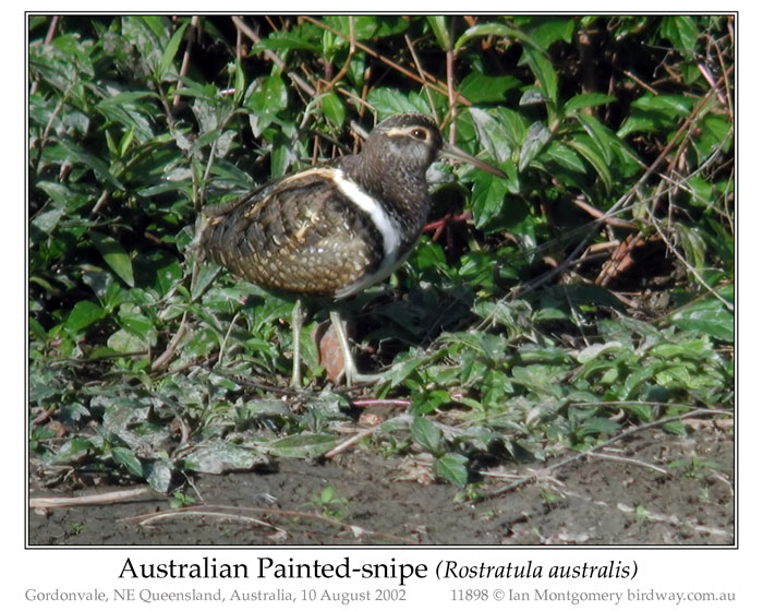 Photo of Australian Painted-snipe painted_snipe_11898_pp