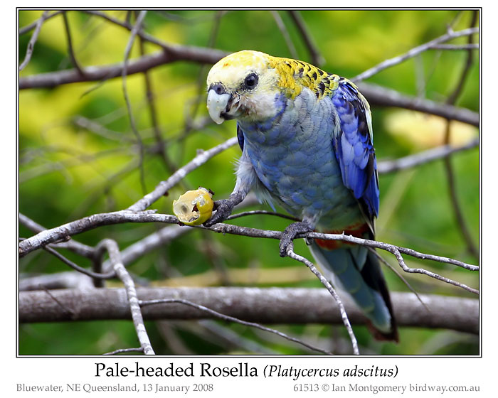 Photo of Name pale_headed_rosella_61513_pp