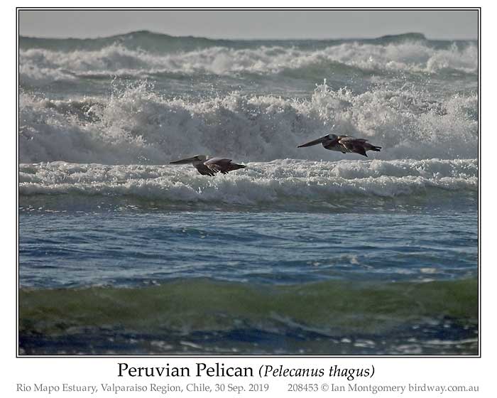 Photo of Peruvian Pelican peruvian_pelican_208453_pp