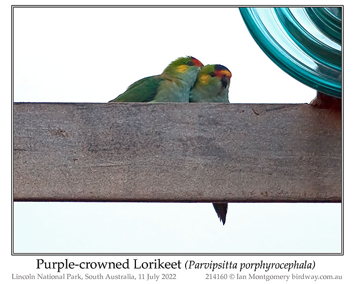 Photo of Purple-crowned Lorikeet purplecrownlorikeet_214160