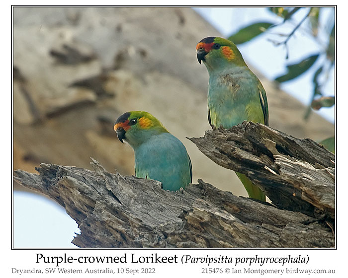 Photo of Purple-crowned Lorikeet purplecrownlorikeet_215476_pp