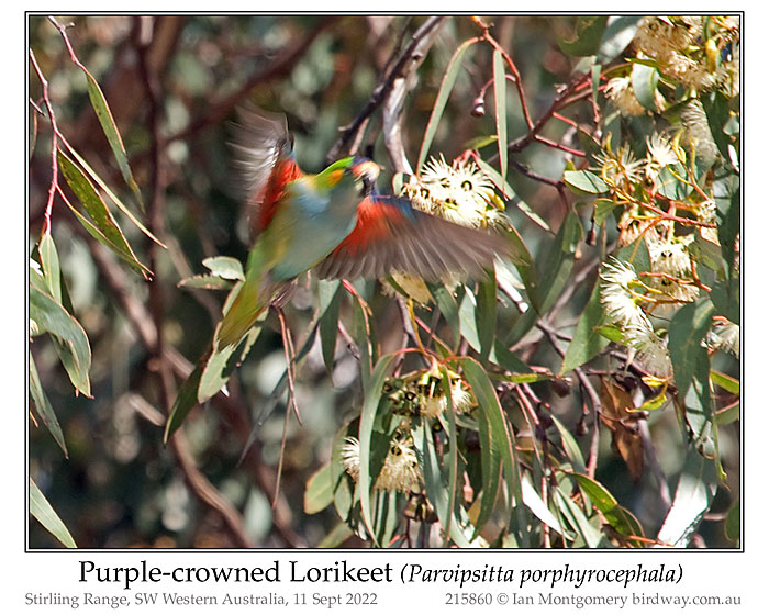 Photo of Purple-crowned Lorikeet purplecrownlorikeet_215860_pp