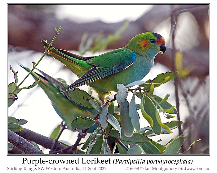 Photo of Purple-crowned Lorikeet purplecrownlorikeet_216058_pp