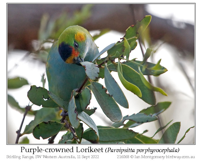 Photo of Purple-crowned Lorikeet purplecrownlorikeet_216068_pp