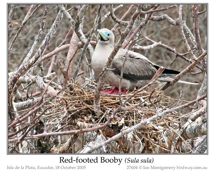 Photo of Name red_footed_booby_27604_pp