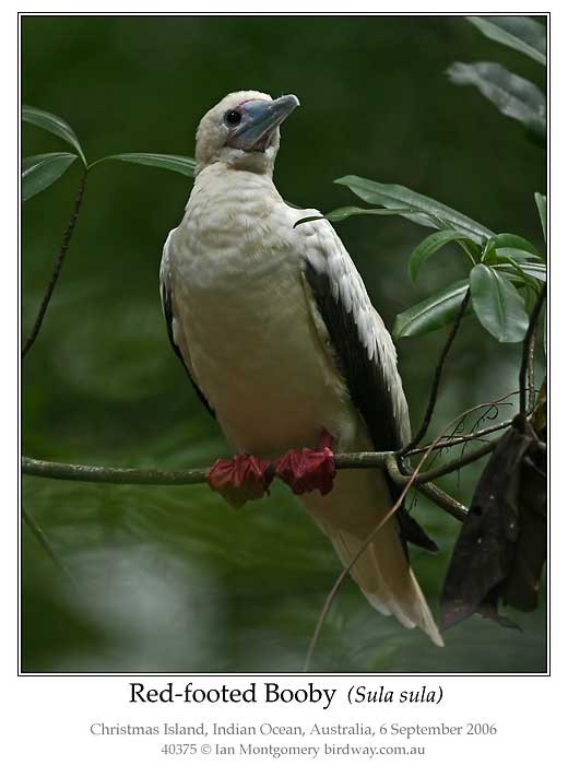 Photo of Red-footed Booby red_footed_booby_40375_pp