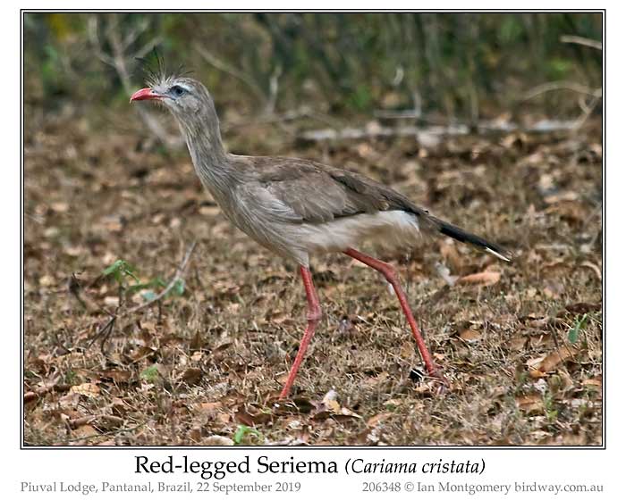 Photo of Red-legged Seriema red_legged_seriema_206348_pp