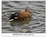 Click here to view the Irregular Bird #601 Water off a Shoveler's Back 1 April 2020