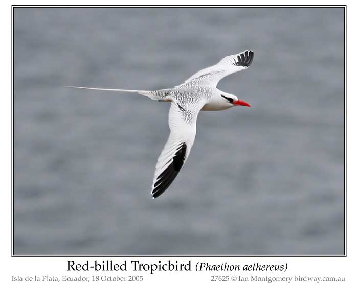 Photo of Name redbilled_tropicbird_27625_pp