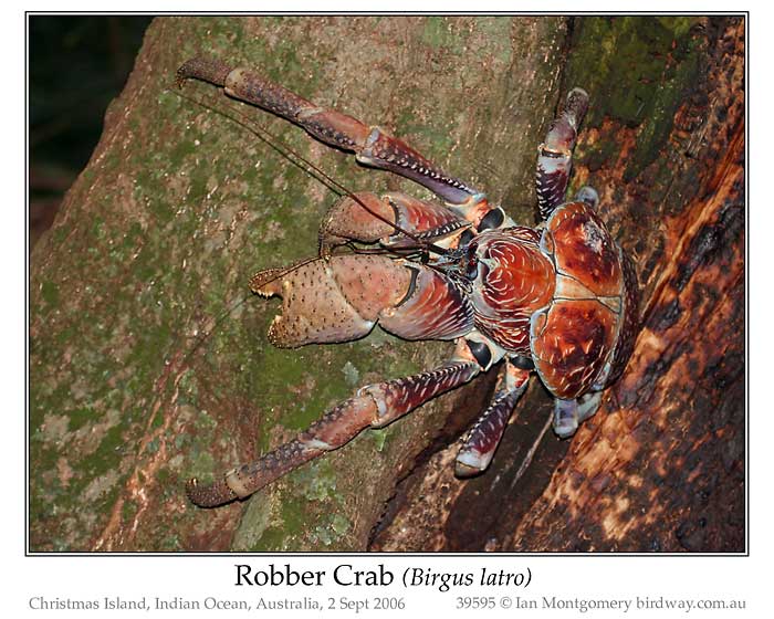 Photo of Robber Crab robber_crab_39595_pp