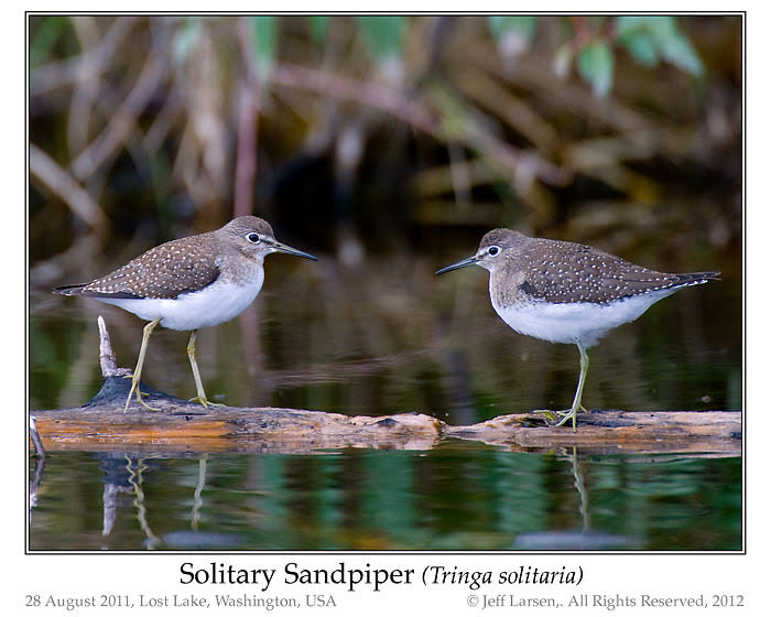 Photo of Solitary Sandpiper solitary_chicken.jpg
